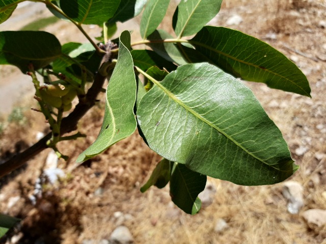 Pistacia vera