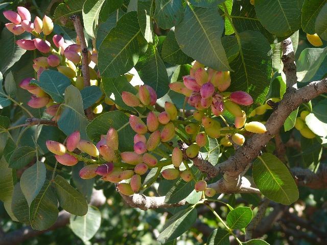 Pistacia vera