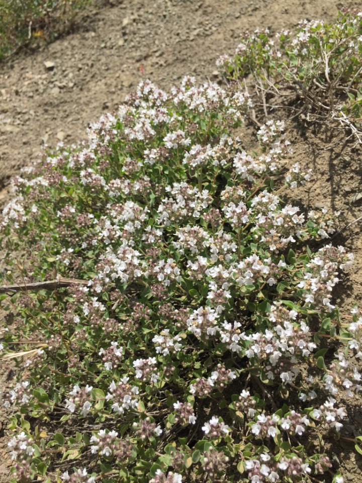 Thymus kotschyanus