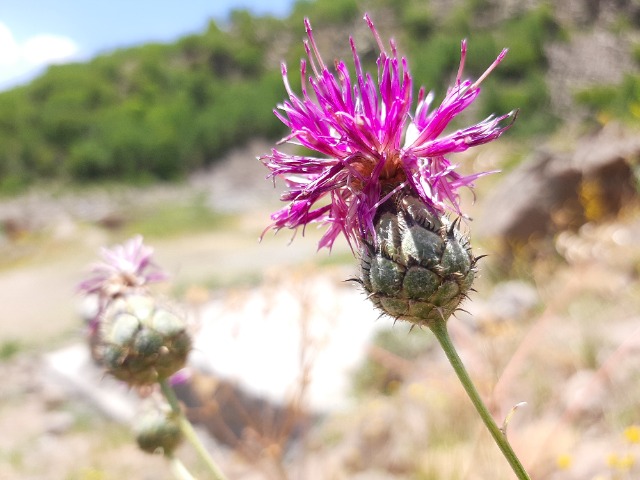 Centaurea pseudoscabiosa