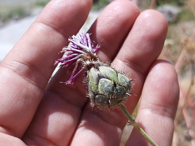 Centaurea pseudoscabiosa