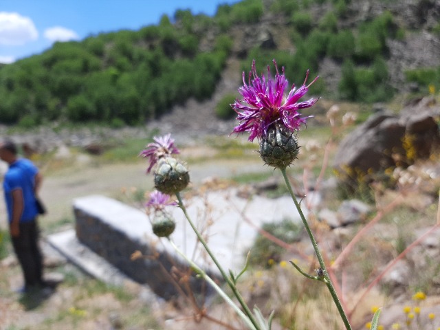 Centaurea pseudoscabiosa