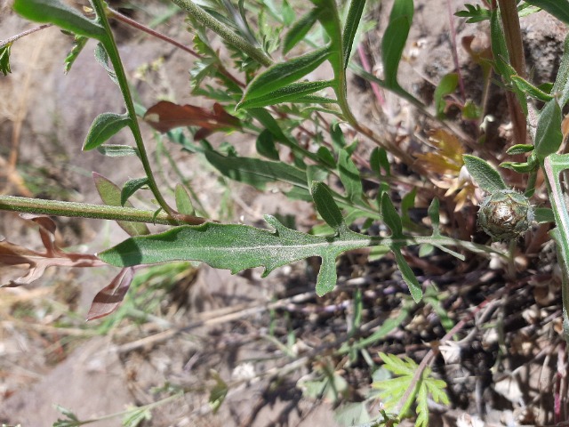 Centaurea pseudoscabiosa