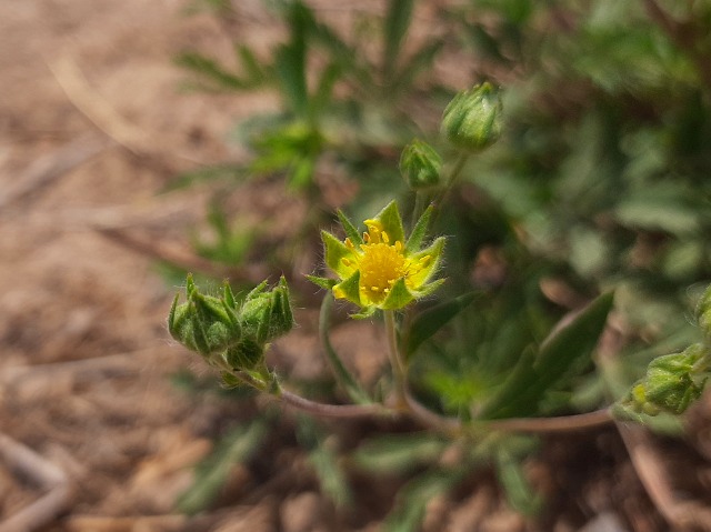 Potentilla meyeri