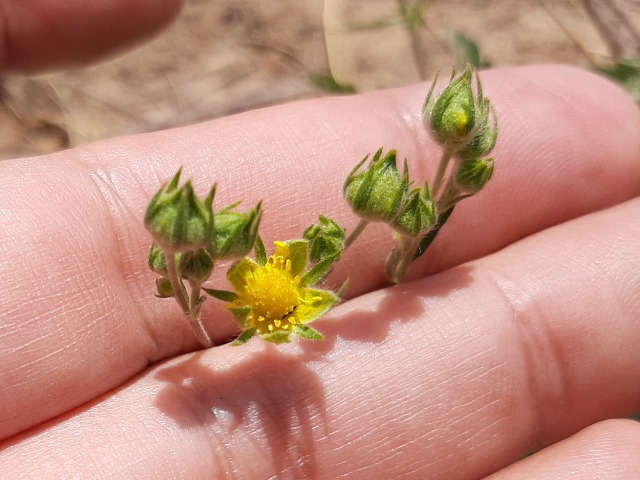 Potentilla meyeri