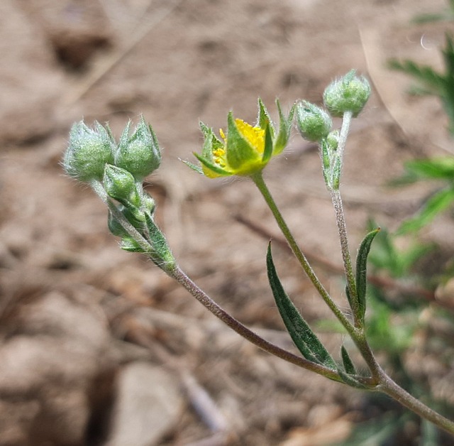 Potentilla meyeri