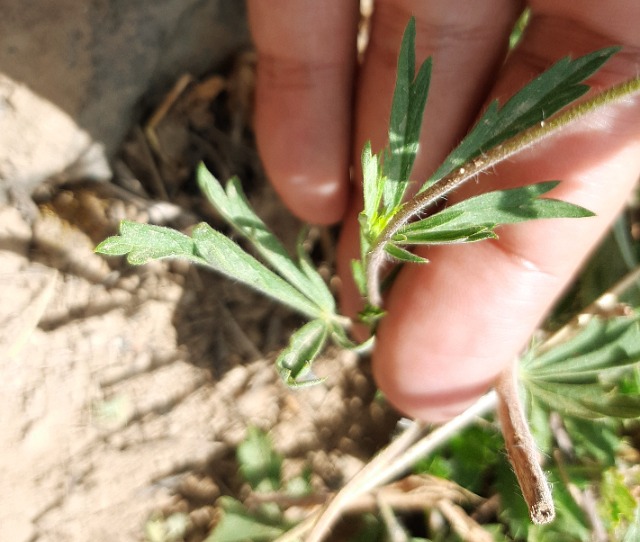 Potentilla meyeri