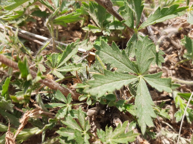 Potentilla meyeri