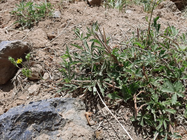 Potentilla meyeri