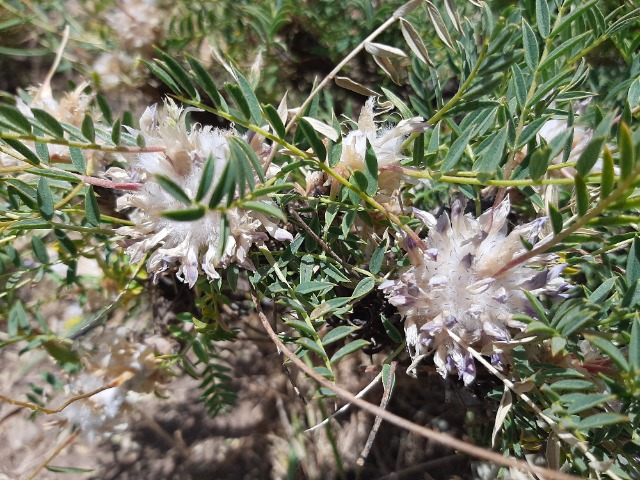 Astragalus cephalotes