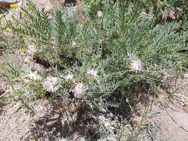 Astragalus cephalotes