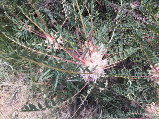 Astragalus cephalotes