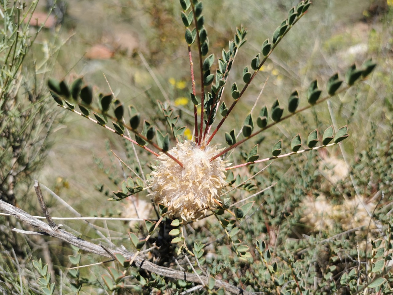 Astragalus cephalotes