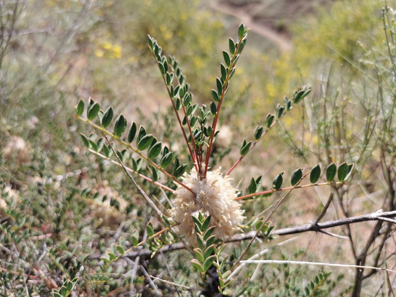 Astragalus cephalotes