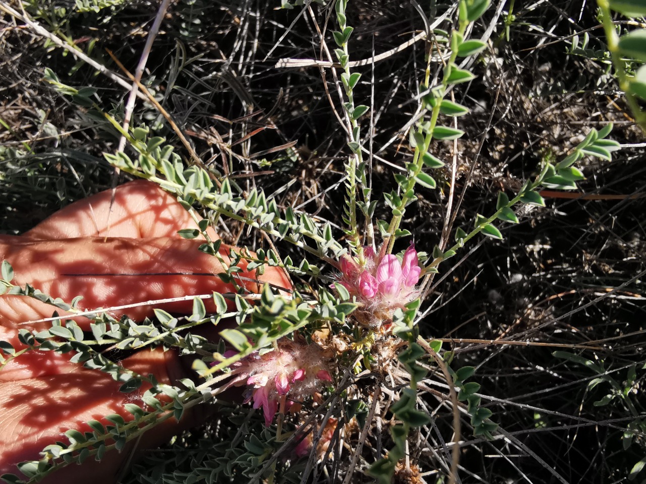 Astragalus cephalotes