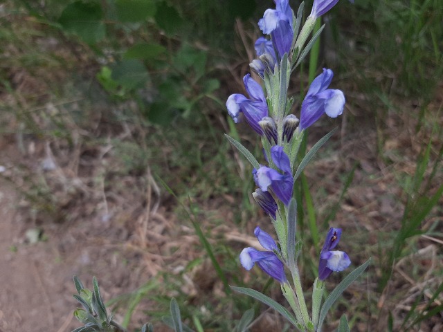 Lallemantia canescens
