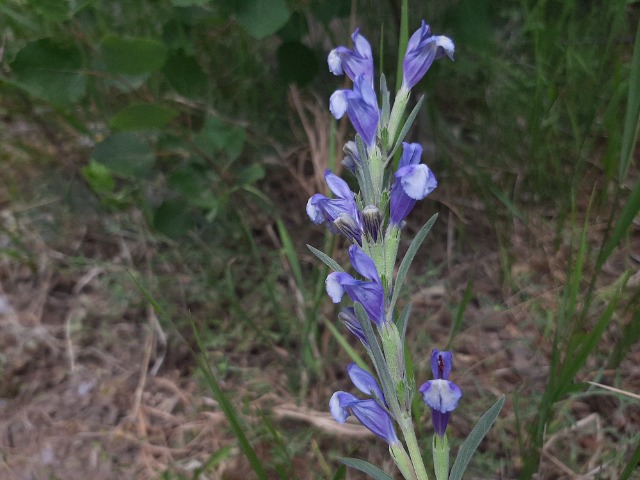 Lallemantia canescens