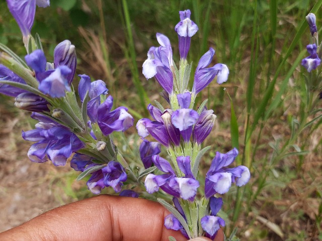 Lallemantia canescens
