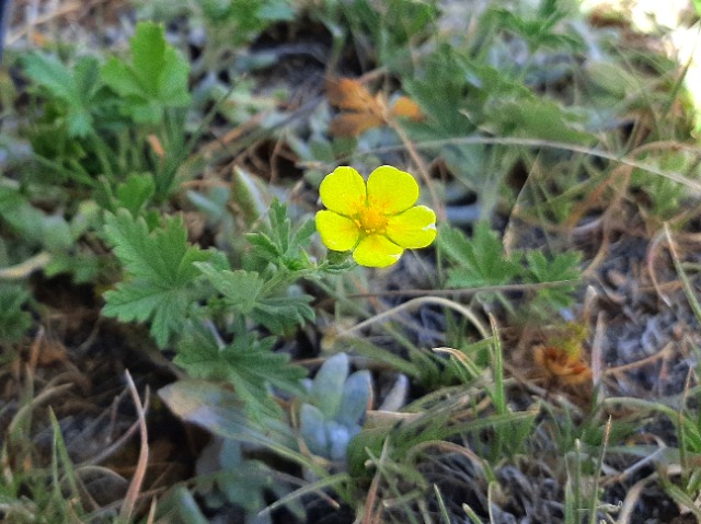 Ranunculus crateris