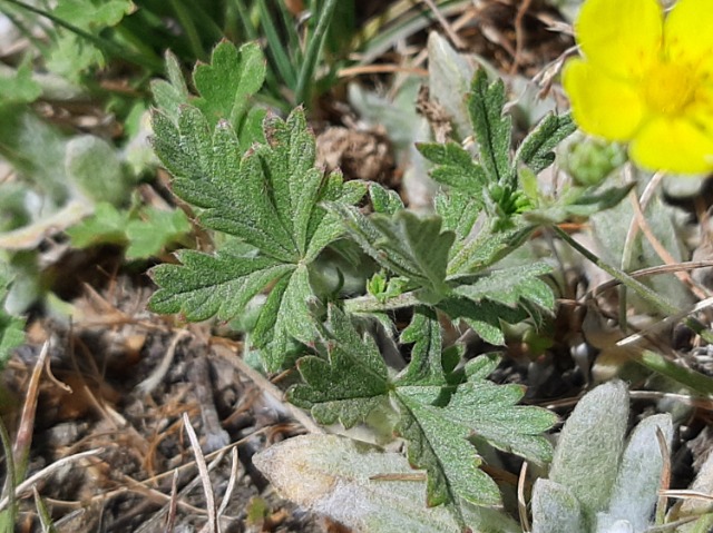 Ranunculus crateris