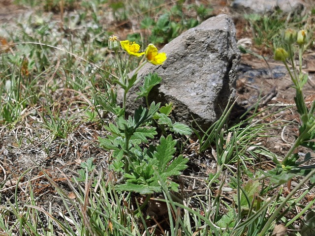 Ranunculus crateris