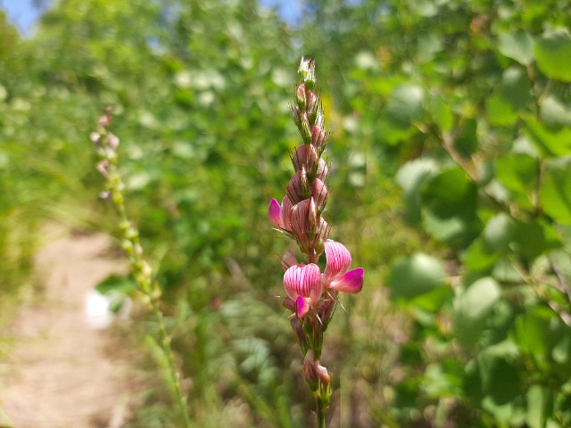 Onobrychis major