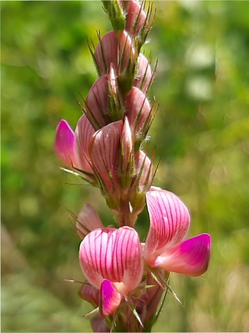 Onobrychis major