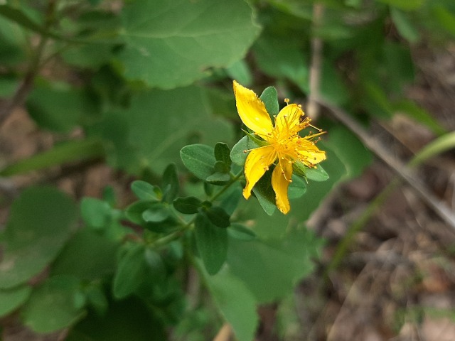 Hypericum armenum