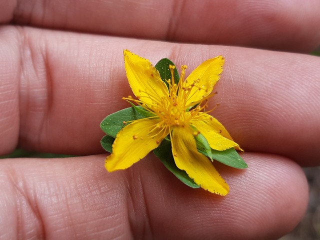 Hypericum armenum