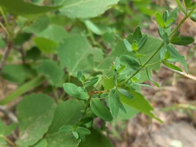 Hypericum armenum