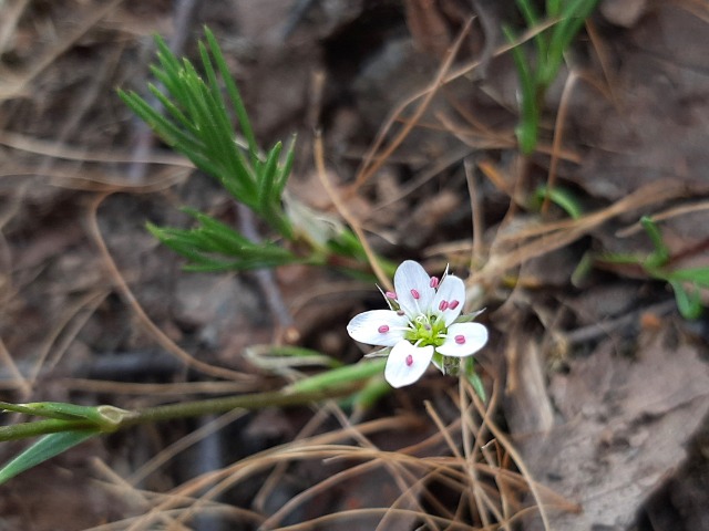 Minuartia juniperina