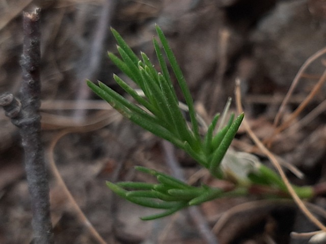 Minuartia juniperina