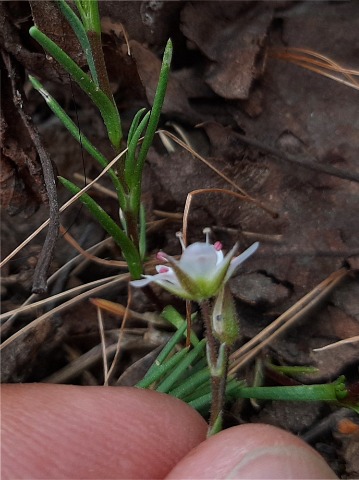 Minuartia juniperina