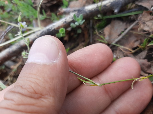 Minuartia juniperina