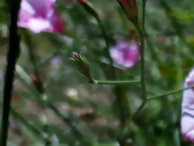 Convolvulus dorycnium