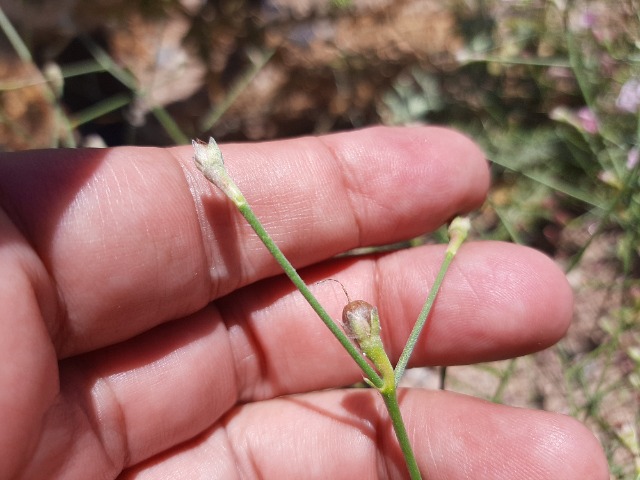 Convolvulus dorycnium