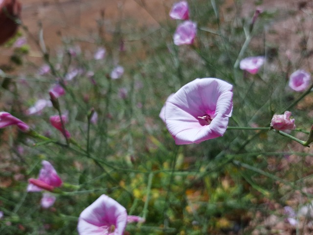 Convolvulus dorycnium