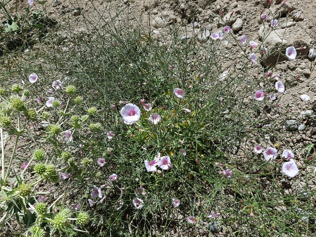 Convolvulus dorycnium