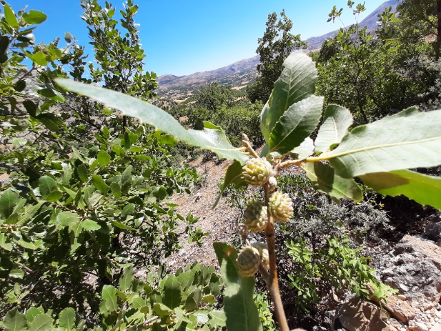 Quercus brantii