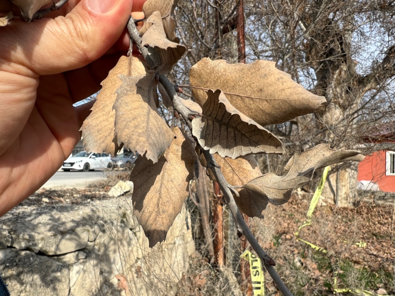 Quercus brantii