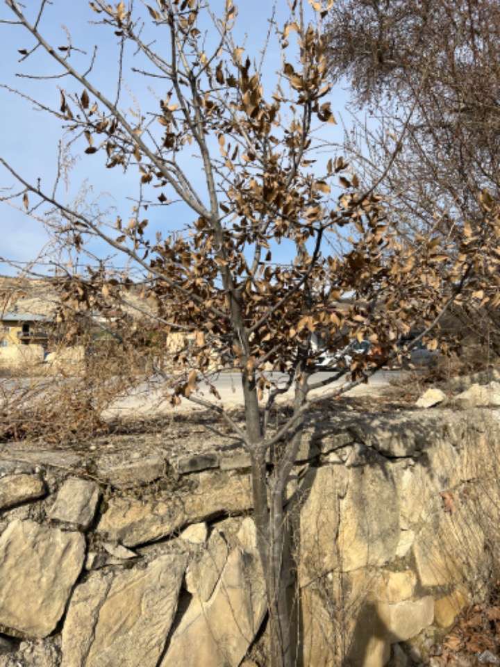 Quercus brantii