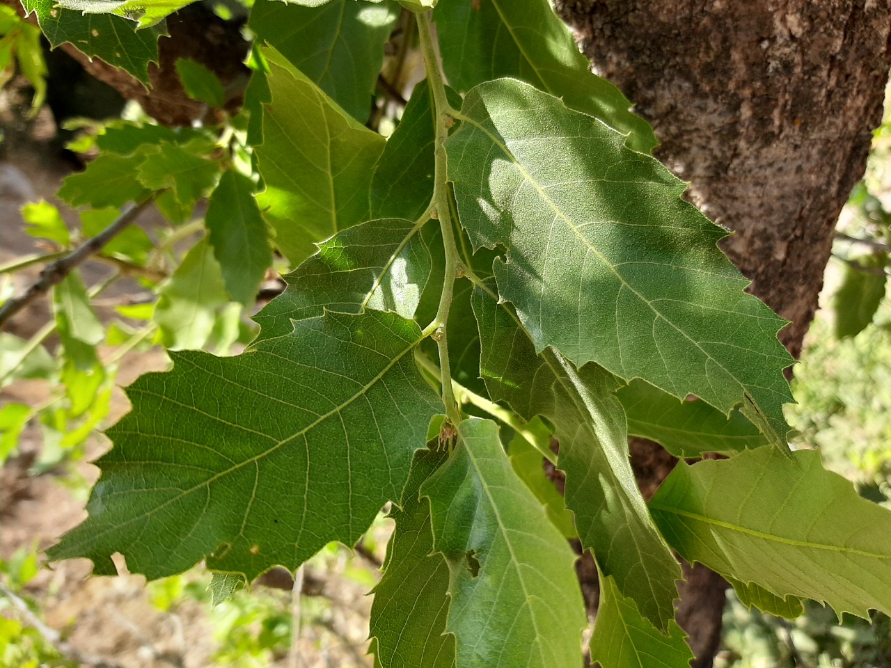Quercus brantii