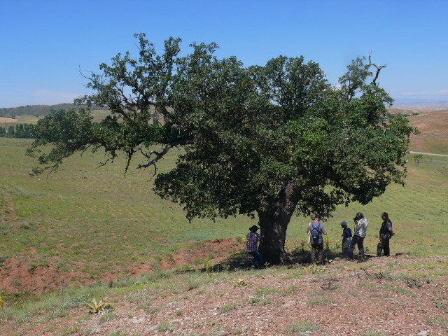 Quercus ithaburensis