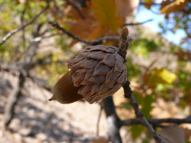 Quercus ithaburensis