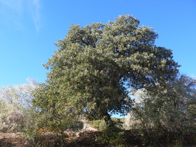 Quercus ithaburensis