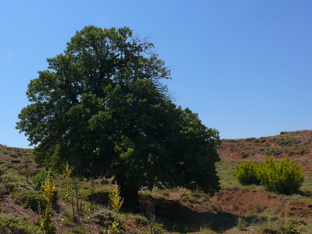 Quercus ithaburensis