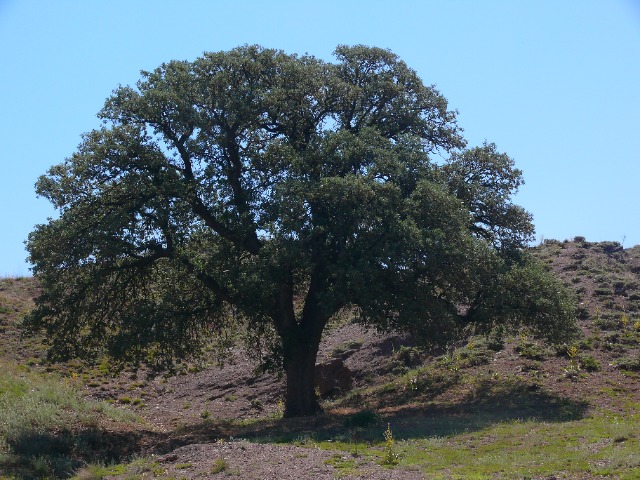 Quercus ithaburensis