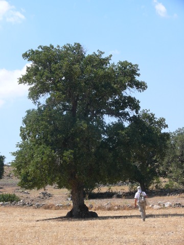 Quercus ithaburensis