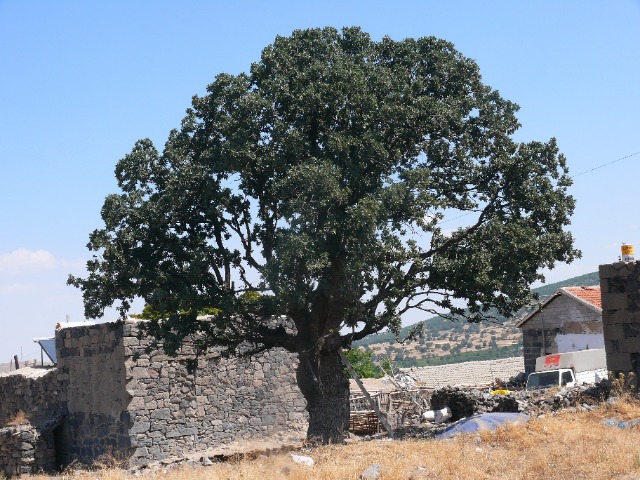 Quercus ithaburensis