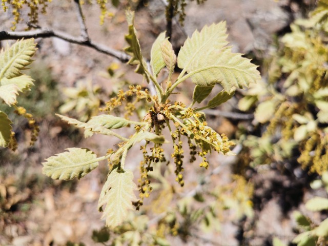 Quercus ithaburensis